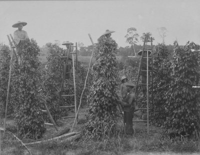 胡椒园的工人，1890年代