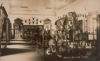 莱佛士图书馆与博物馆的内部，1900年代